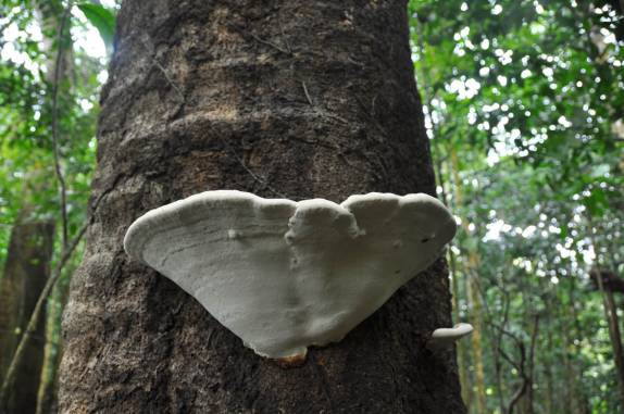Cogumelo gigante, do tamanho de uma pia, na trilha do monte Liamuiga, o vulcão da ilha de St. Kitts - Caribe